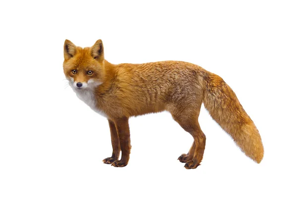 Fox — Stock Photo, Image