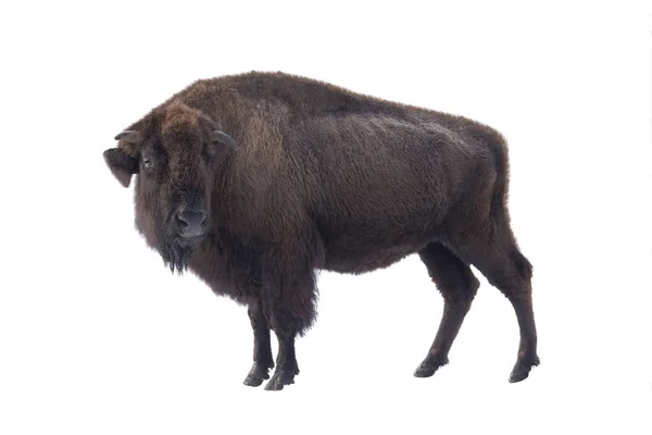 Bison américain — Photo