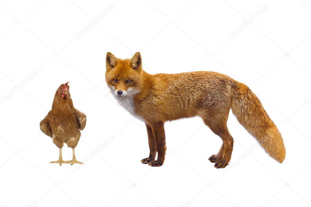 Rooster and fox
