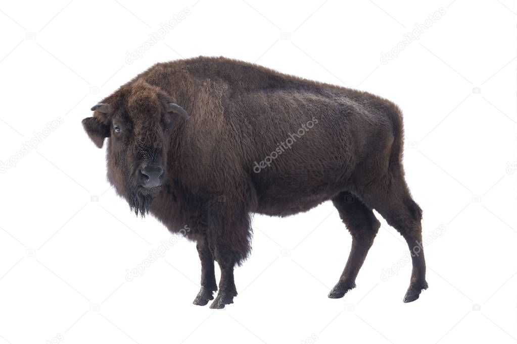 bison american