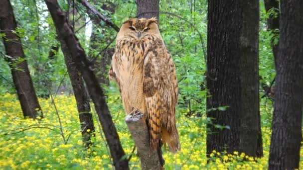 Hibou Dans Bois Dans Sur Les Branches Arbre — Video