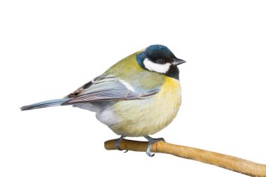 bir beyaz baştankara 