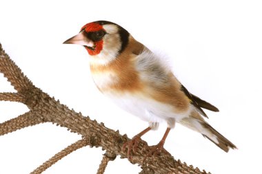 bir beyaz Saka kuşu