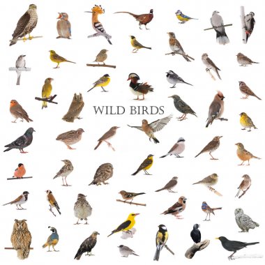 collage of wild birds clipart