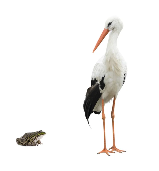Stork and frog — Stock Photo, Image