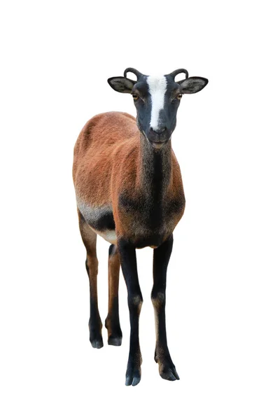 Mouflon en un blanco — Foto de Stock