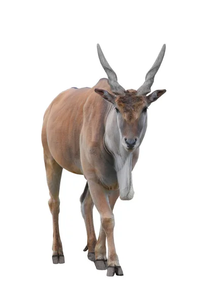 Antilope canna su un bianco — Foto Stock