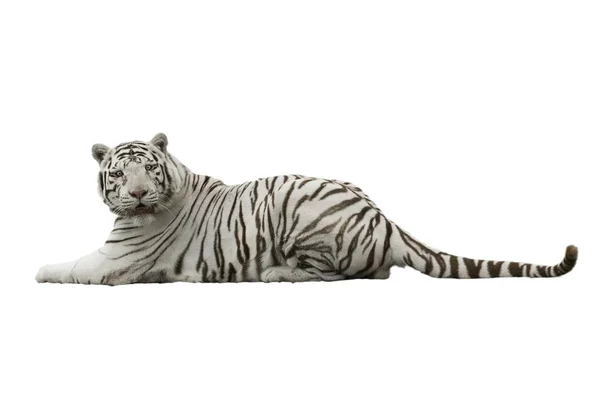 Fehér nagy tigris Panthera tigris — Stock Fotó