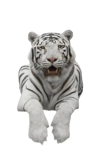 White big tiger of Panthera the Tiger — Stock Photo, Image