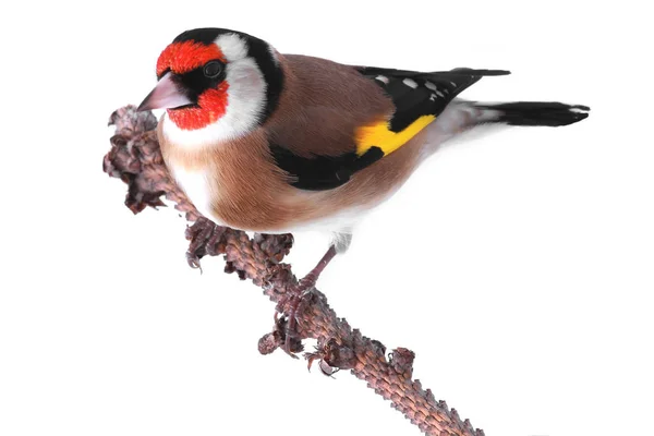 Goldfinch em um branco — Fotografia de Stock