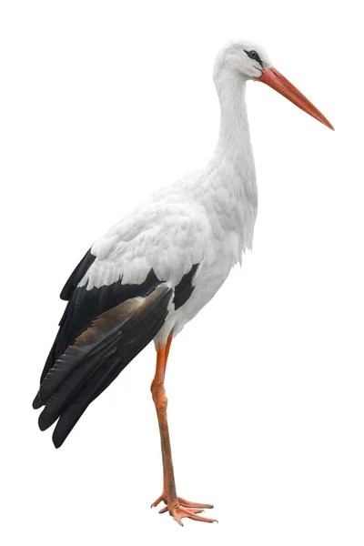Storch auf einem weißen — Stockfoto