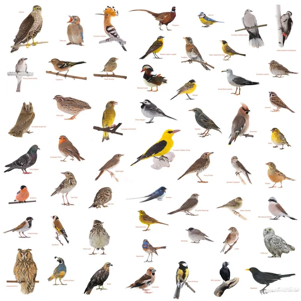 Колаж диких птахів Стокове Зображення