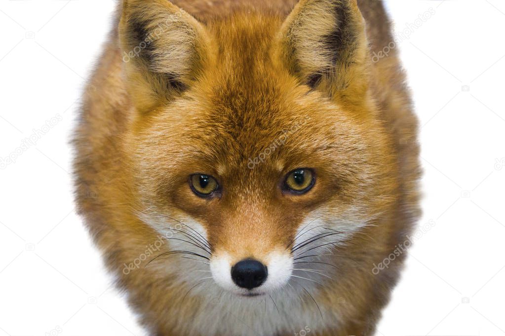 portrait fox on a white 