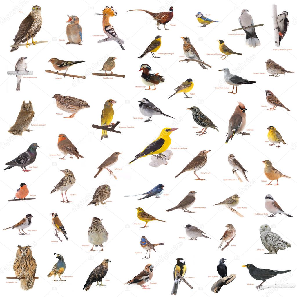 collage of wild birds