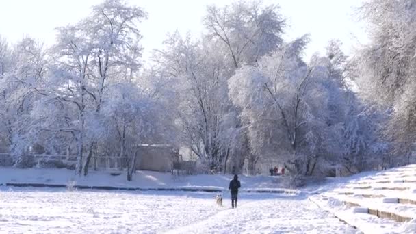 Νεαρός Άνδρας Περπατά Ένα Σκυλί Στο Στάδιο Χειμώνα — Αρχείο Βίντεο