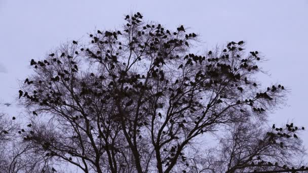 Crow Tree Evening — Stock Video