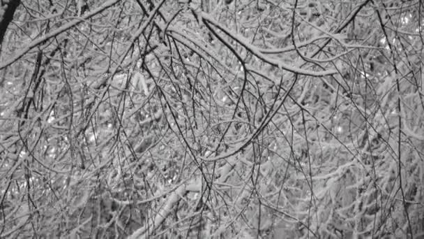 Neve Cai Árvores — Vídeo de Stock
