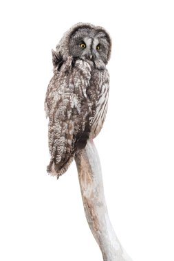 Baykuş (strix uralensis) 