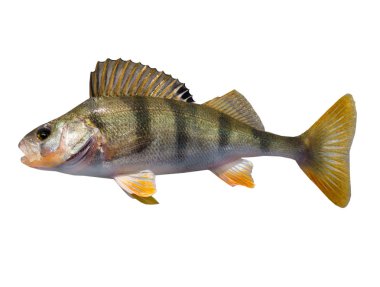 Bir beyaz levrek balık