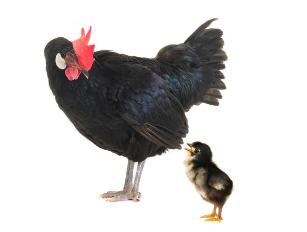 Black hen and chicken — Stock Photo, Image