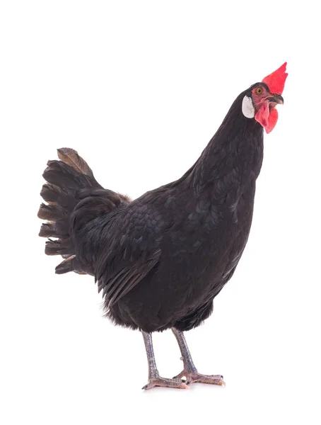 Черная курица на белом — стоковое фото