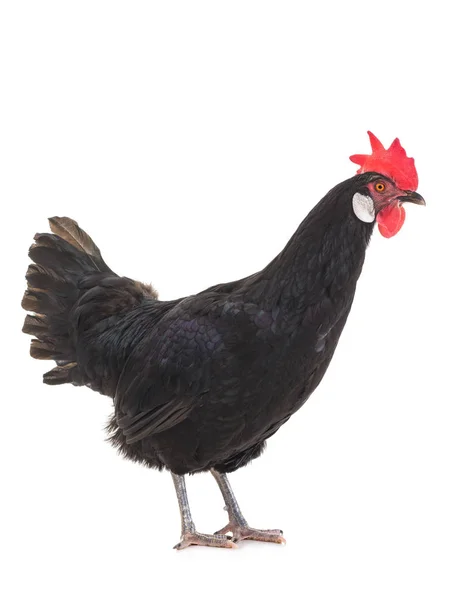 Schwarzes Huhn auf weißem — Stockfoto