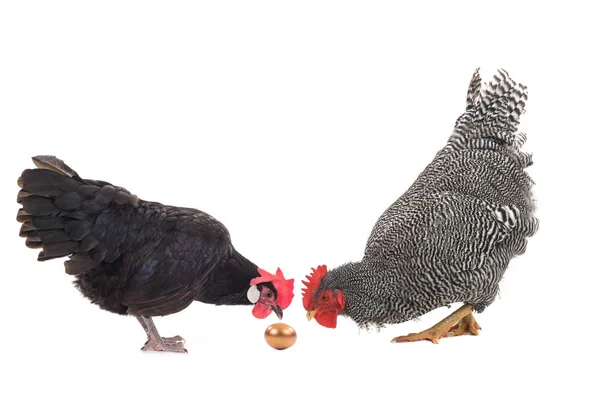 Kakas és az csirke pillantást az arany-tojás — Stock Fotó
