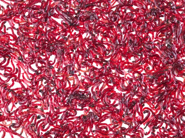 Bloodworm — Stock Photo, Image