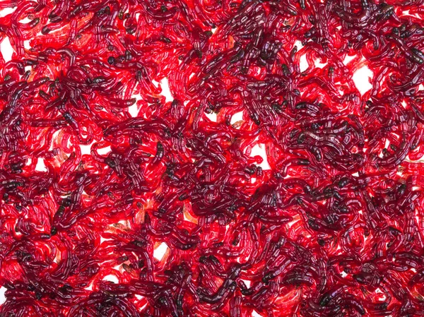 Bloodworm on a white — Stock Photo, Image