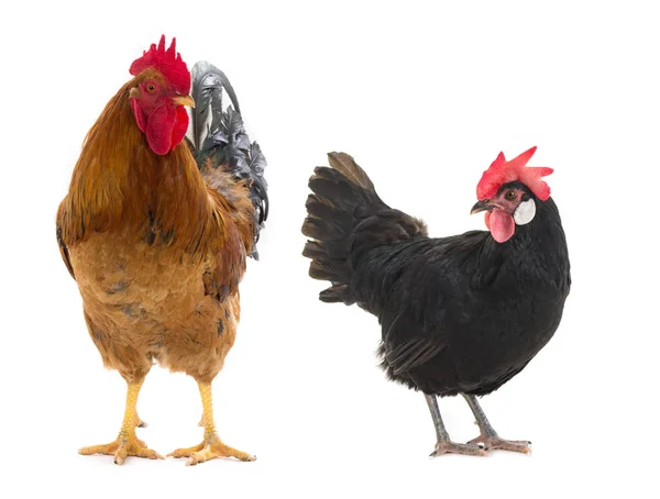 Horoz ve tavuk — Stok fotoğraf