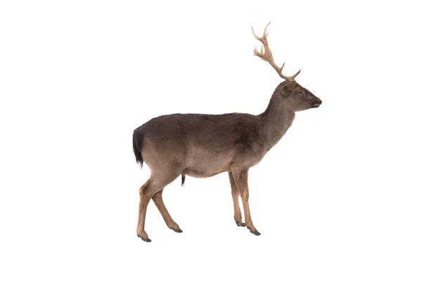 Deer on a white — Stock Photo, Image