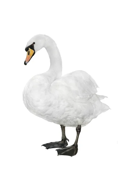 Cisne en un blanco — Foto de Stock