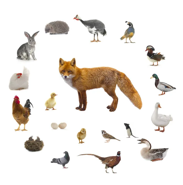 Fox and what the fox — Stock Photo, Image