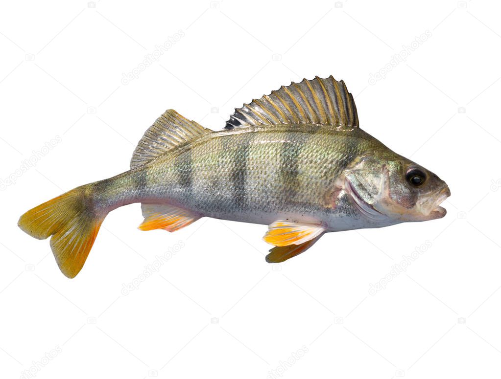 Perch fish on a white
