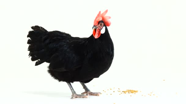 Gallina Picoteo Grano Sobre Fondo Blanco — Vídeos de Stock