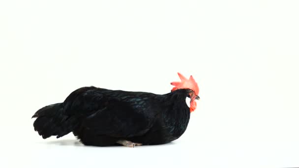 Gallina Lleva Huevo Una Pantalla Blanca — Vídeos de Stock