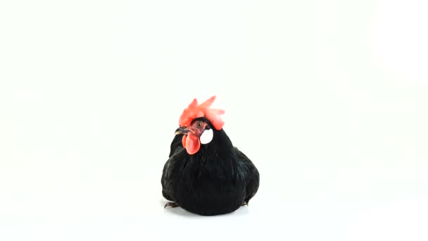 鶏が白い画面で卵を運ぶ — ストック動画