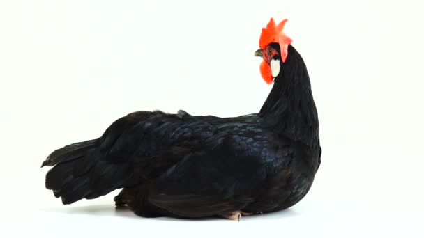 Kurczak Jaj Prowadzi Biały Ekran — Wideo stockowe