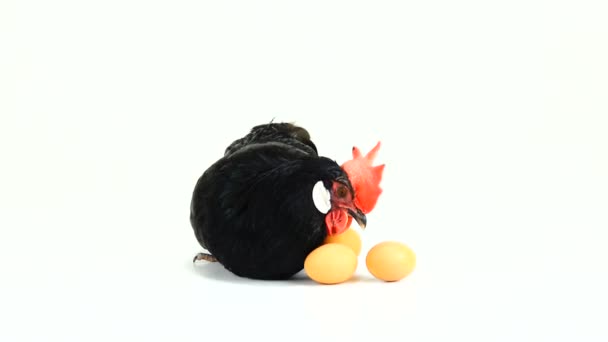 鶏が白い画面で卵を運ぶ — ストック動画