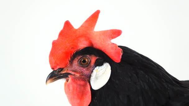 Portrait Black Hen White Background — Stock Video