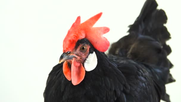 Retrato Gallina Negra Sobre Fondo Blanco — Vídeo de stock