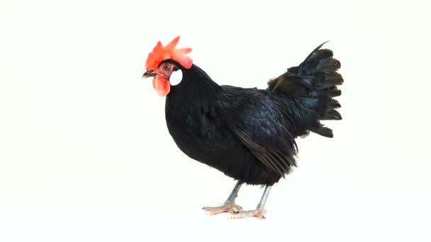 Gallina Negra Sobre Fondo Blanco — Vídeos de Stock