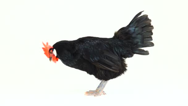 Черная Курица Белом Фоне — стоковое видео