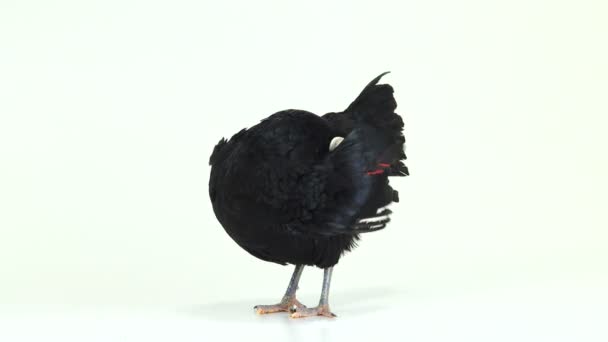 Schwarze Henne Auf Weißem Hintergrund — Stockvideo