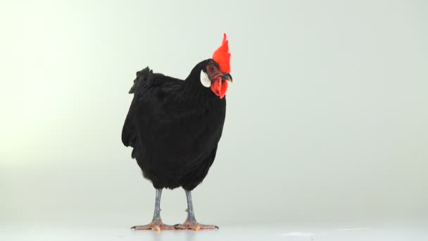 Gallina Nera Sfondo Bianco — Video Stock