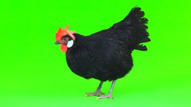 yeşil bir ekran üzerinde tavuk