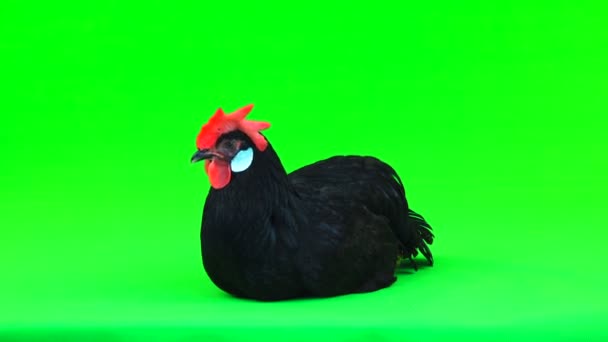 鶏は緑色の画面に座っています — ストック動画