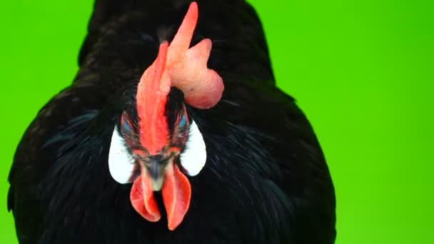 Portréja Egy Csirke Egy Zöld Képernyő — Stock videók