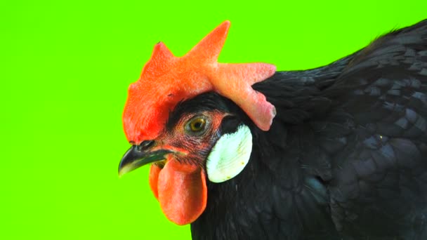 Porträt Eines Huhns Auf Einem Grünen Bildschirm — Stockvideo