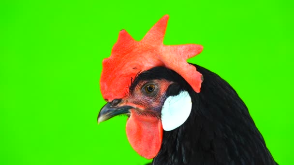 緑色の画面で鶏の肖像画 — ストック動画